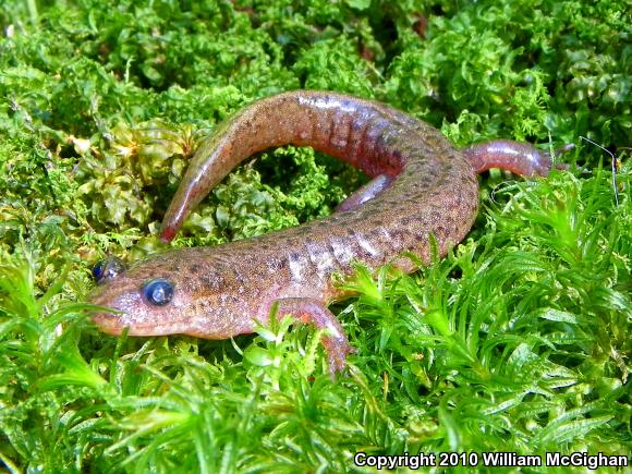 Black Mountain Salamander (Desmognathus welteri)