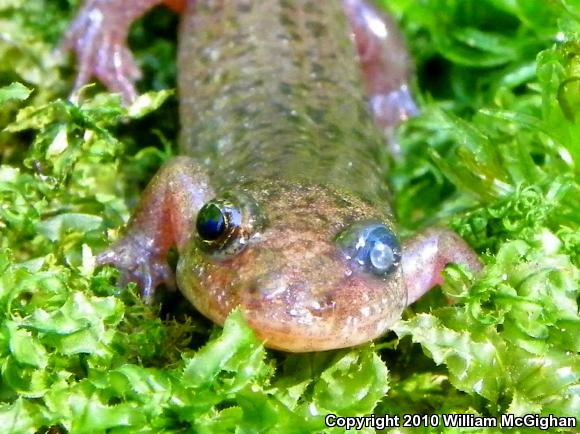 Black Mountain Salamander (Desmognathus welteri)