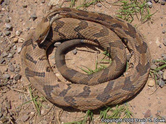 Timber Rattlesnake (Crotalus horridus)