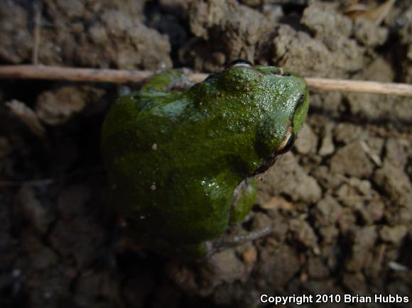 Baja California Treefrog (Pseudacris hypochondriaca)