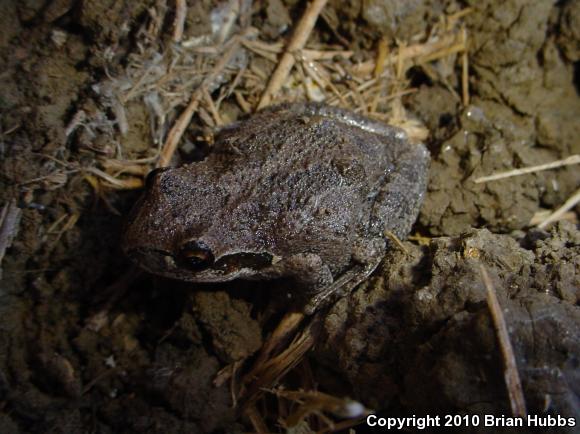 Baja California Treefrog (Pseudacris hypochondriaca)