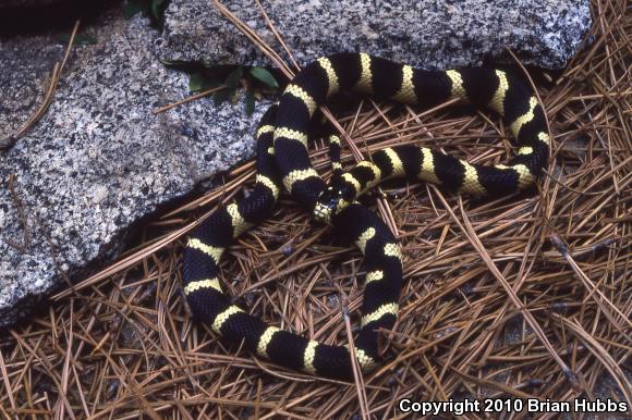 California Kingsnake (Lampropeltis getula californiae)