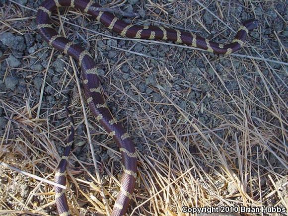 California Kingsnake (Lampropeltis getula californiae)