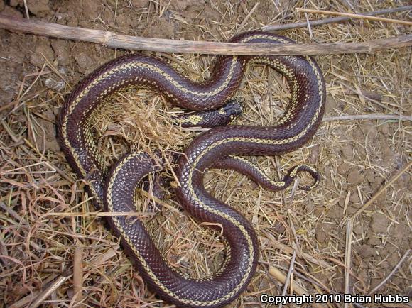 California Kingsnake (Lampropeltis getula californiae)