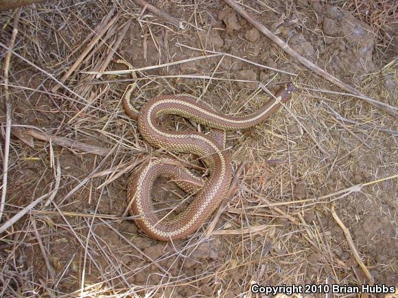 California Kingsnake (Lampropeltis getula californiae)