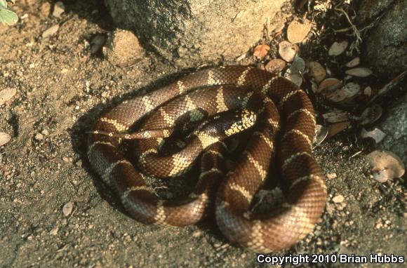 California Kingsnake (Lampropeltis getula californiae)