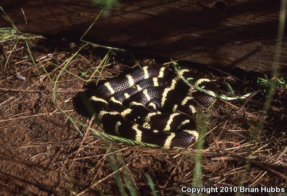 California Kingsnake (Lampropeltis getula californiae)