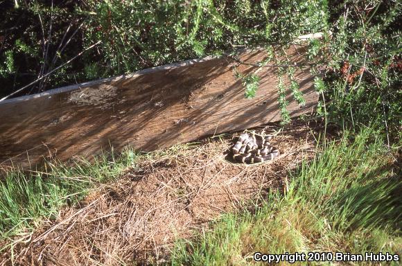 California Kingsnake (Lampropeltis getula californiae)