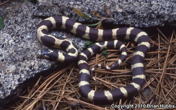 California Kingsnake (Lampropeltis getula californiae)