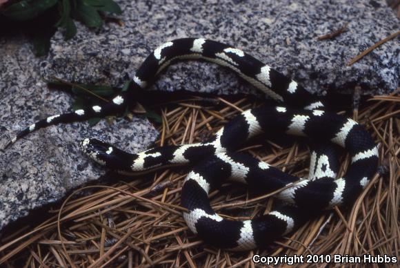 California Kingsnake (Lampropeltis getula californiae)