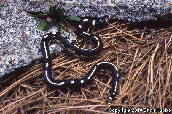 California Kingsnake (Lampropeltis getula californiae)