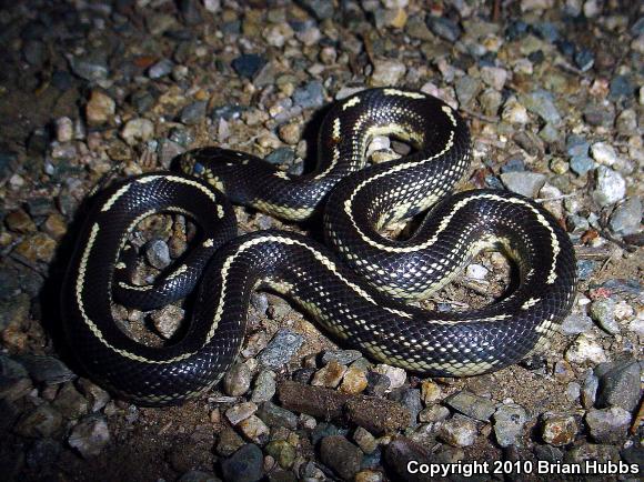 California Kingsnake (Lampropeltis getula californiae)