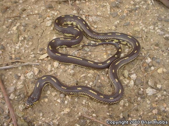 California Kingsnake (Lampropeltis getula californiae)