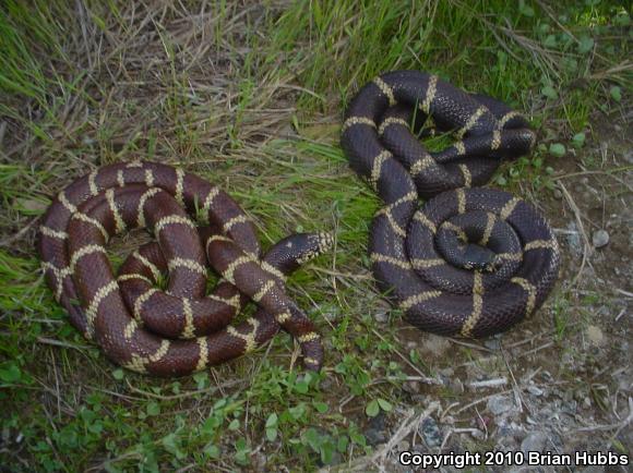 California Kingsnake (Lampropeltis getula californiae)