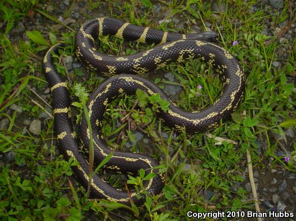 California Kingsnake (Lampropeltis getula californiae)