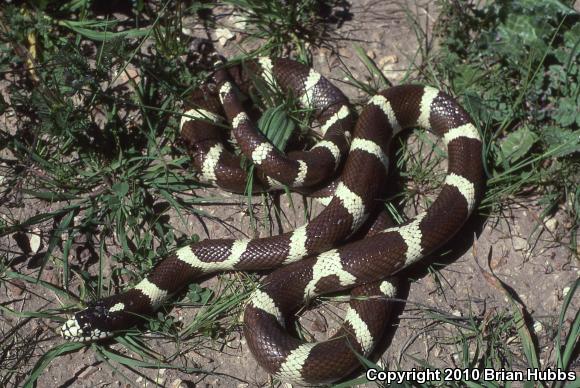 California Kingsnake (Lampropeltis getula californiae)