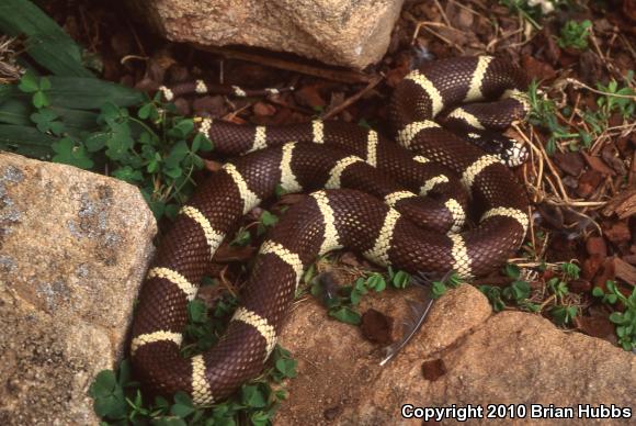 California Kingsnake (Lampropeltis getula californiae)