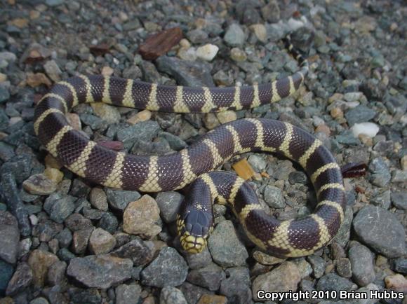 California Kingsnake (Lampropeltis getula californiae)