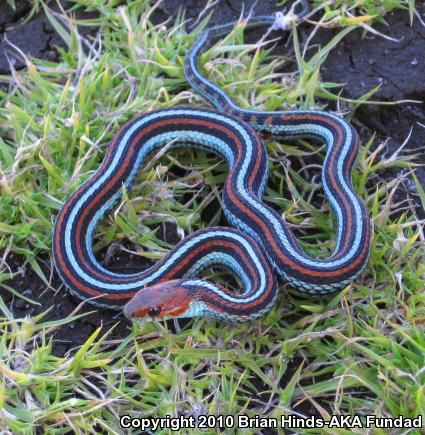 San Francisco Gartersnake (Thamnophis sirtalis tetrataenia)