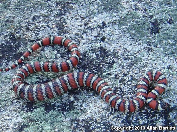 Baja California Mountain Kingsnake (Lampropeltis zonata agalma)