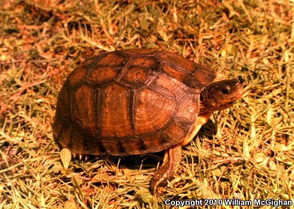 Furrowed Wood Turtle (Rhinoclemmys areolata)