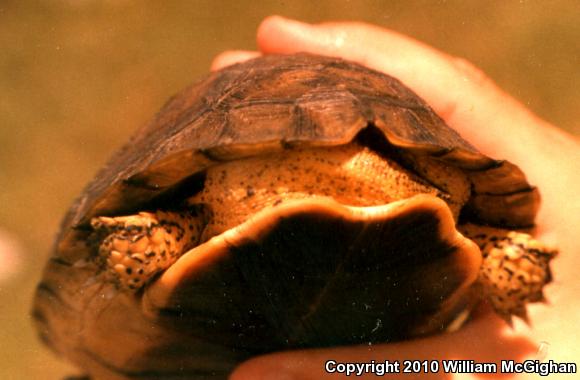 Furrowed Wood Turtle (Rhinoclemmys areolata)