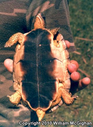 Furrowed Wood Turtle (Rhinoclemmys areolata)