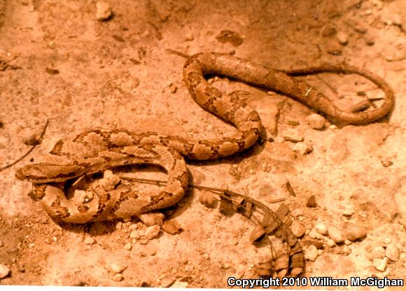 Puffing Snake (Pseustes poecilonotus)