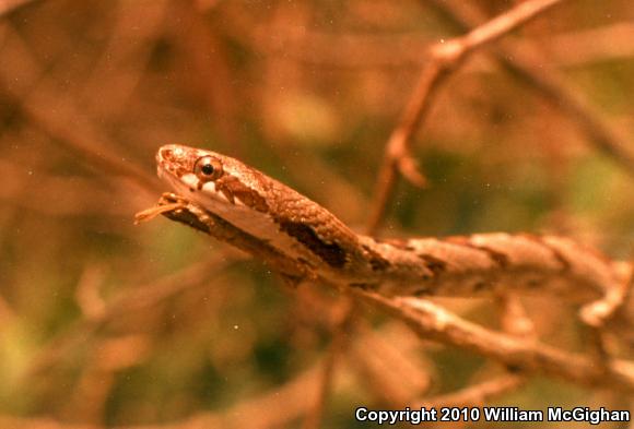 Puffing Snake (Pseustes poecilonotus)