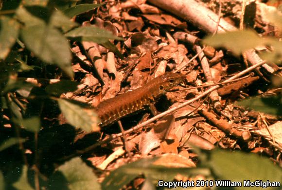 Rainbow Ameiva (Ameiva undulata)