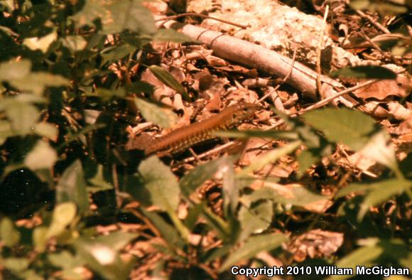 Rainbow Ameiva (Ameiva undulata)