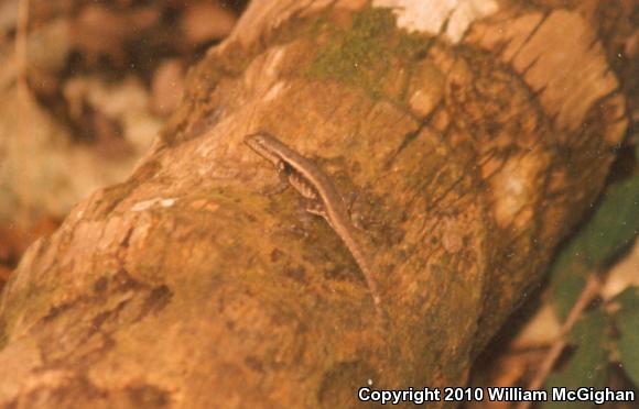 Yellow-spotted Spiny Lizard (Sceloporus chrysostictus)