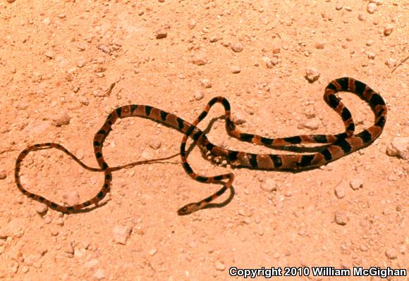 Cope's Blunthead Tree Snake (Imantodes cenchoa leucomelas)