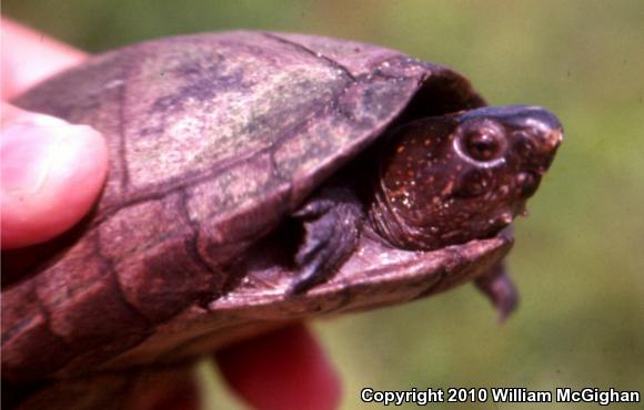 Creaser's Mud Turtle (Kinosternon creaseri)