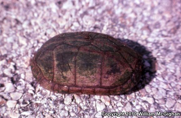Creaser's Mud Turtle (Kinosternon creaseri)