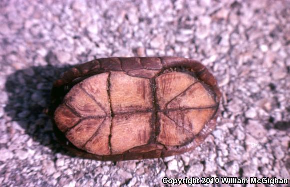 Creaser's Mud Turtle (Kinosternon creaseri)