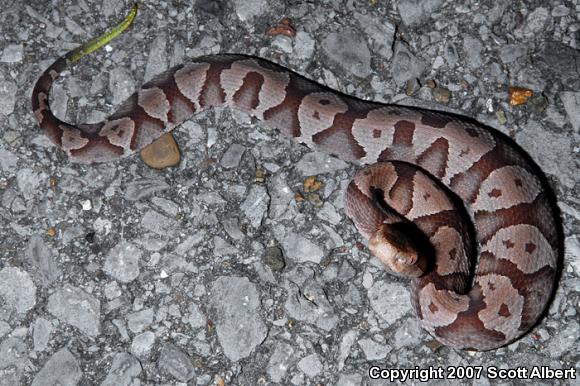 Northern  Copperhead (Agkistrodon contortrix mokasen)