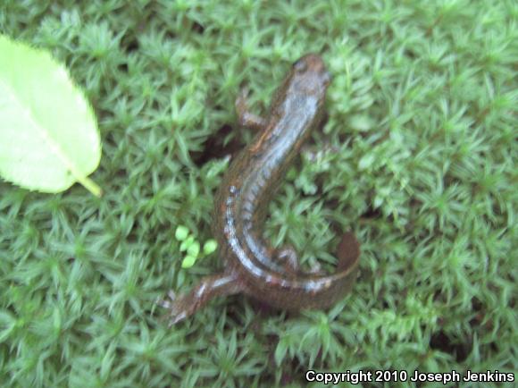 Shovel-nosed Salamander (Desmognathus marmoratus)