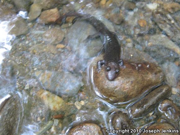 Shovel-nosed Salamander (Desmognathus marmoratus)