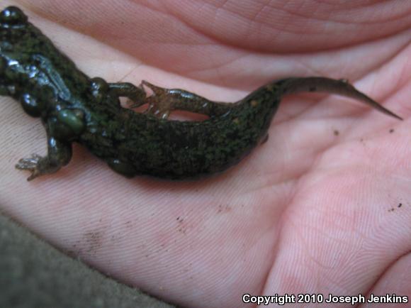 Shovel-nosed Salamander (Desmognathus marmoratus)