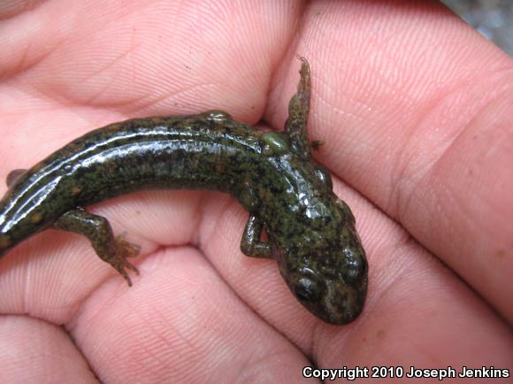 Shovel-nosed Salamander (Desmognathus marmoratus)