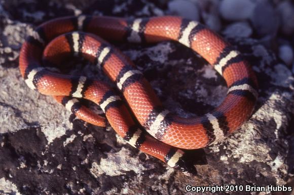 Mexican Milksnake (Lampropeltis triangulum annulata)