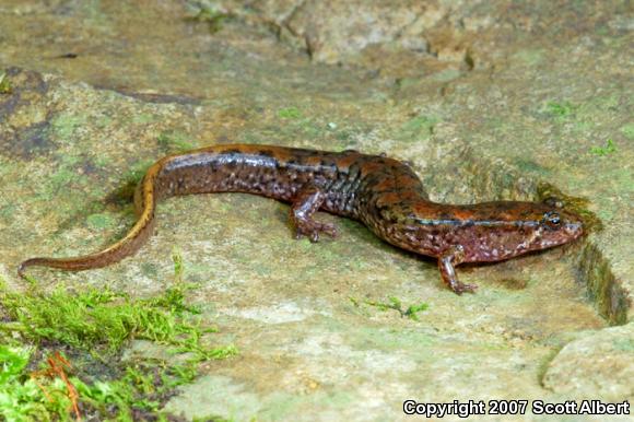 Spotted Dusky Salamander (Desmognathus conanti)
