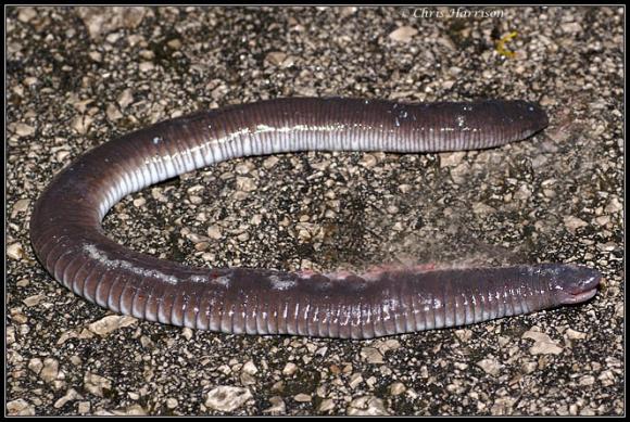 Mexican Caecilian (Dermophis mexicanus)