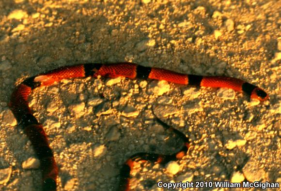 Yucateca Coralsnake (Micrurus diastema alienus)