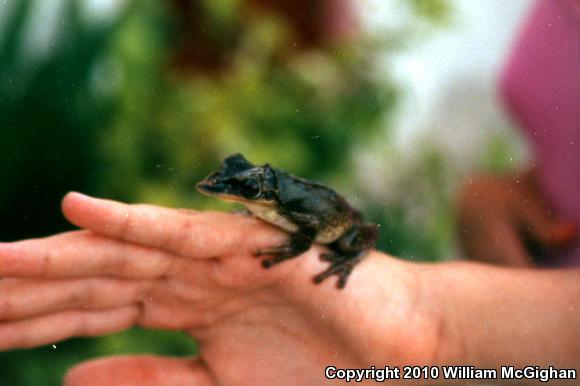 Yucatán Casque-headed Treefrog (Triprion petasatus)