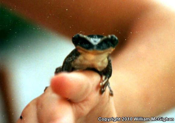 Yucatán Casque-headed Treefrog (Triprion petasatus)