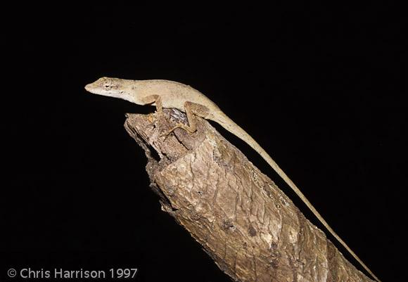 Silky Anole (Anolis sericeus)