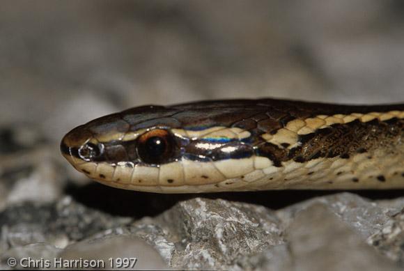 Gaige's Pine Forest Snake (Rhadinaea gaigeae)