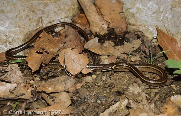 Gaige's Pine Forest Snake (Rhadinaea gaigeae)
